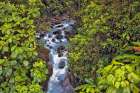 Small stream or creek-Costa Rica Art Print